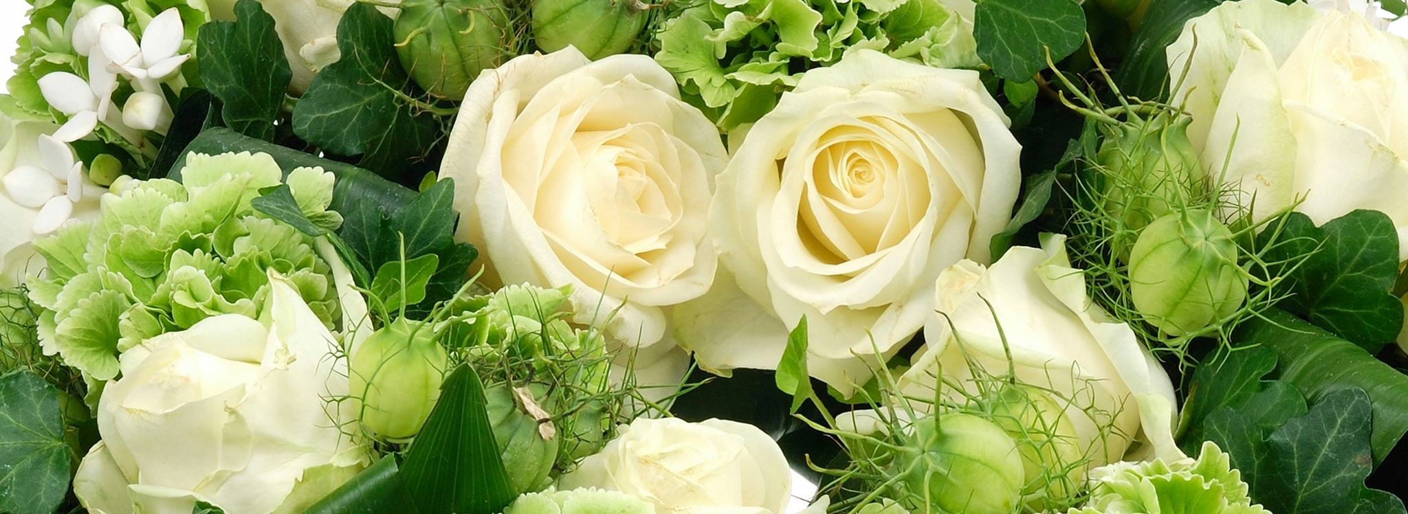 Area Floribus bloemen & planten