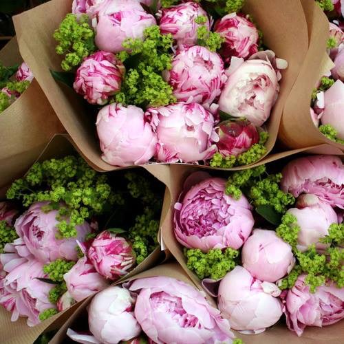 Area Floribus bloemen & planten