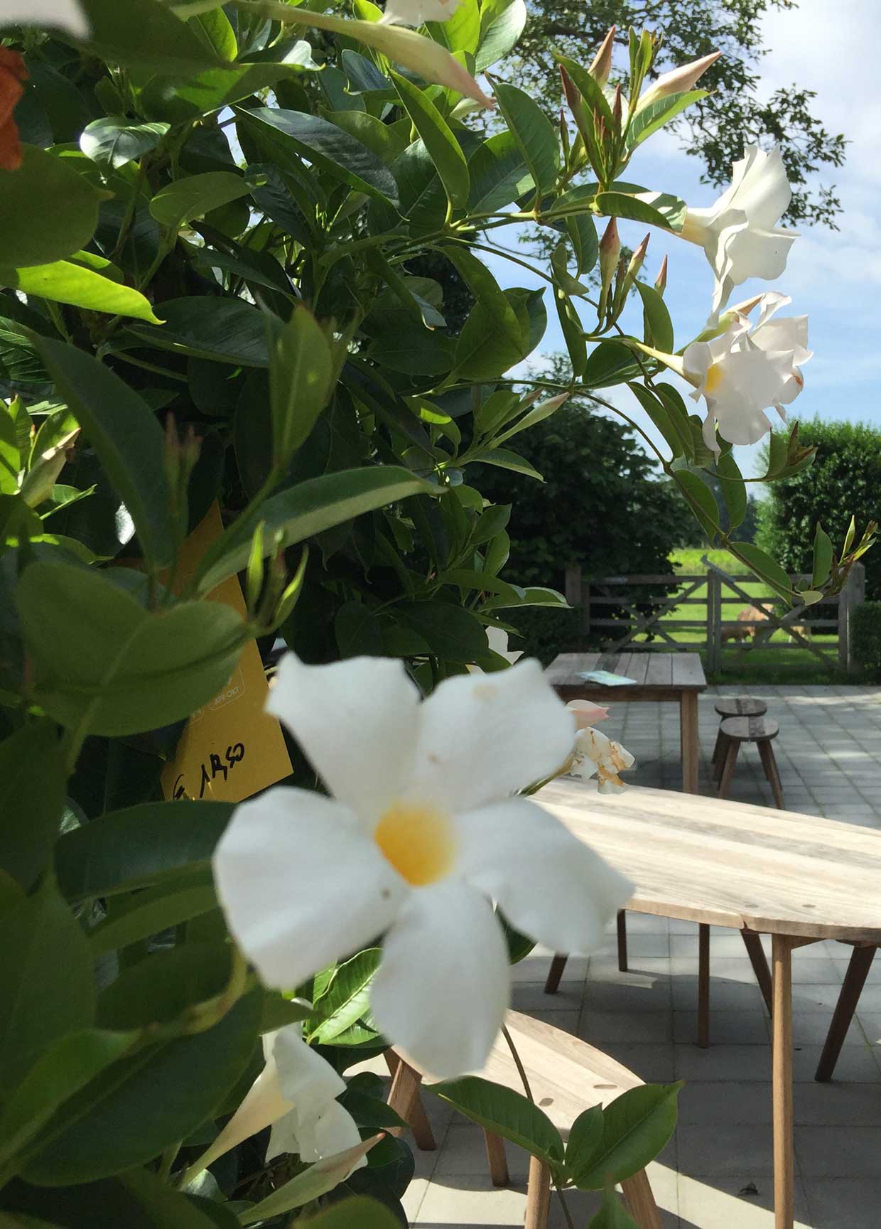 Area Floribus bloemen & planten